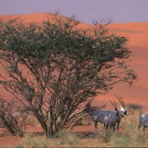 site_1699_0001-360-360-20220504112537