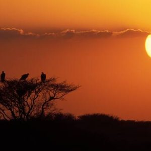 site_1699_0003-360-360-20220504112719