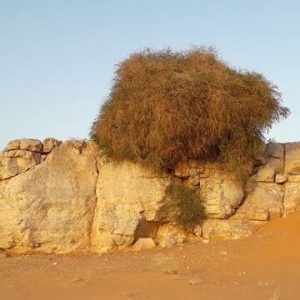 site_1699_0004-360-360-20220504112813